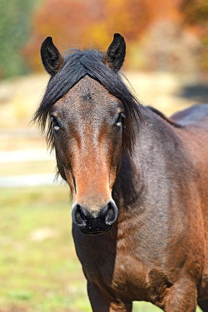 istock Carpathian horse on the farm 455046051
