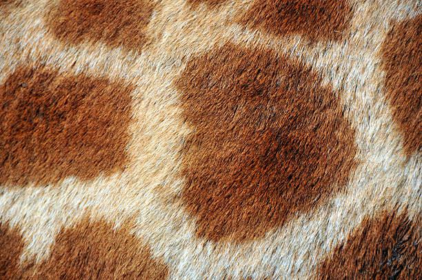 istock Close up of giraffe fur 455046107