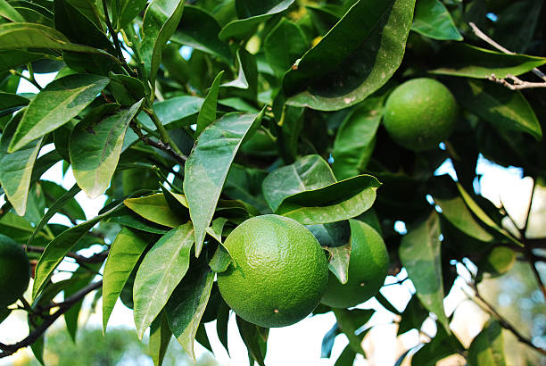 istock in the field of green oranges 455048425