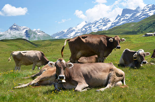 istock Cows in an Alpine meadow. Melchsee-Frutt, Switzerland 455048487