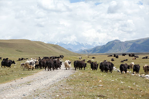 Group of yaks going away