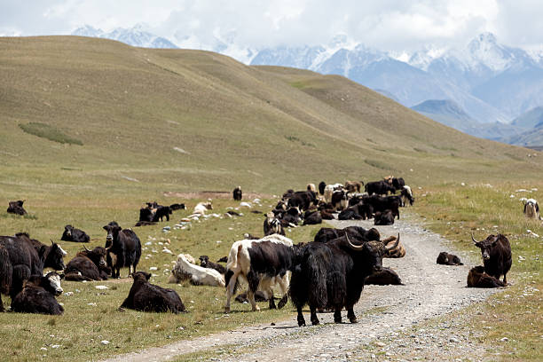 istock Yaks blocking road, Tien Shan 455048623
