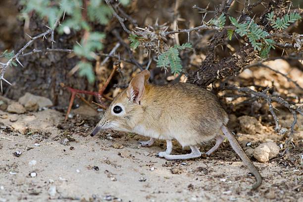 Elefantenspitzmaus; Elephantulus; Elephant Shrew stock photo