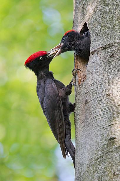 Black Woodpecker, Black woodpecker stock photo