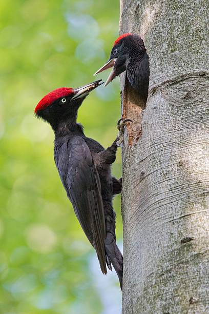 istock Black Woodpecker, Black woodpecker 455048893