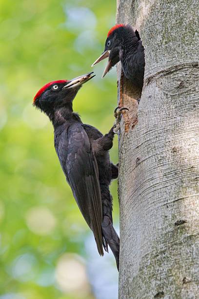 istock Black Woodpecker, Black woodpecker 455048897