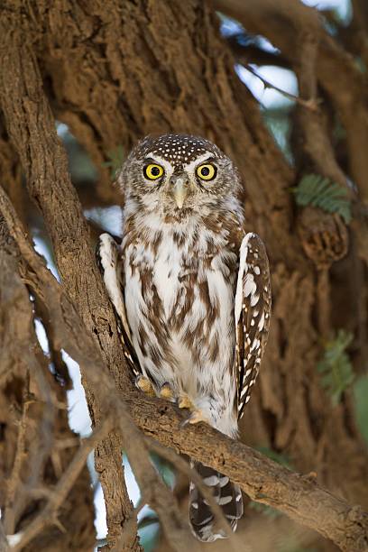 istock Perl-Sperlingskauz, Pearl-spotted Owlet 455048937