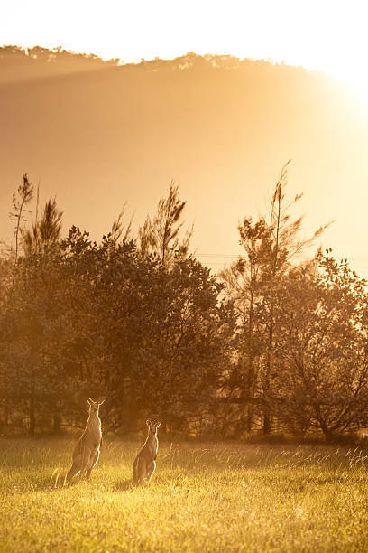 istock Group of australian kangaroos 455048973