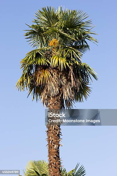 Fan Palm In Rapallo Italy Stock Photo - Download Image Now - Fan Palm Tree, Beauty In Nature, Frond