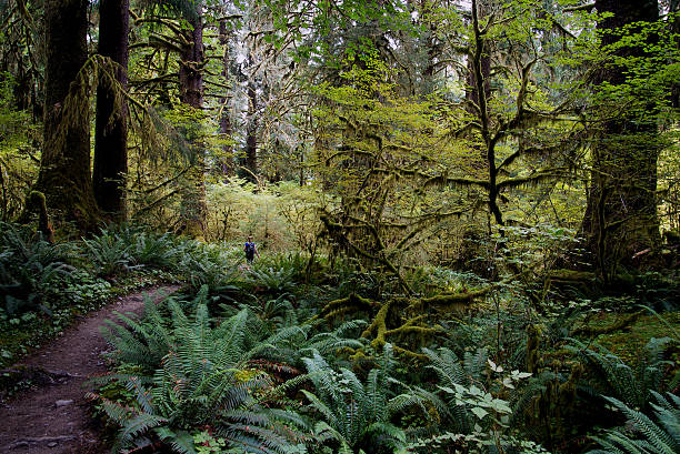 istock Hiking in the Hoh Rainforest 455050049