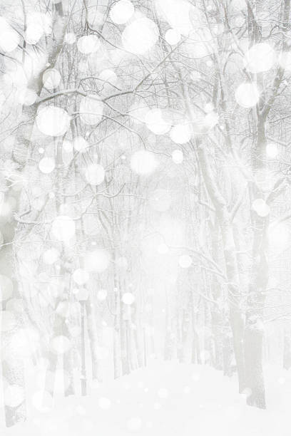 Winter scene, snowfall in park. stock photo