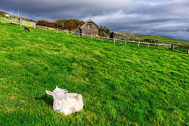 Goat mountain grazing in switzerland mountain alps