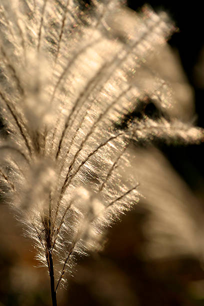 istock Japanese pampas grass in Tokyo,Japan 455054243