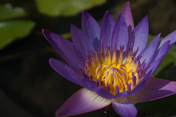 istock Purple Lotus Flower 455059561