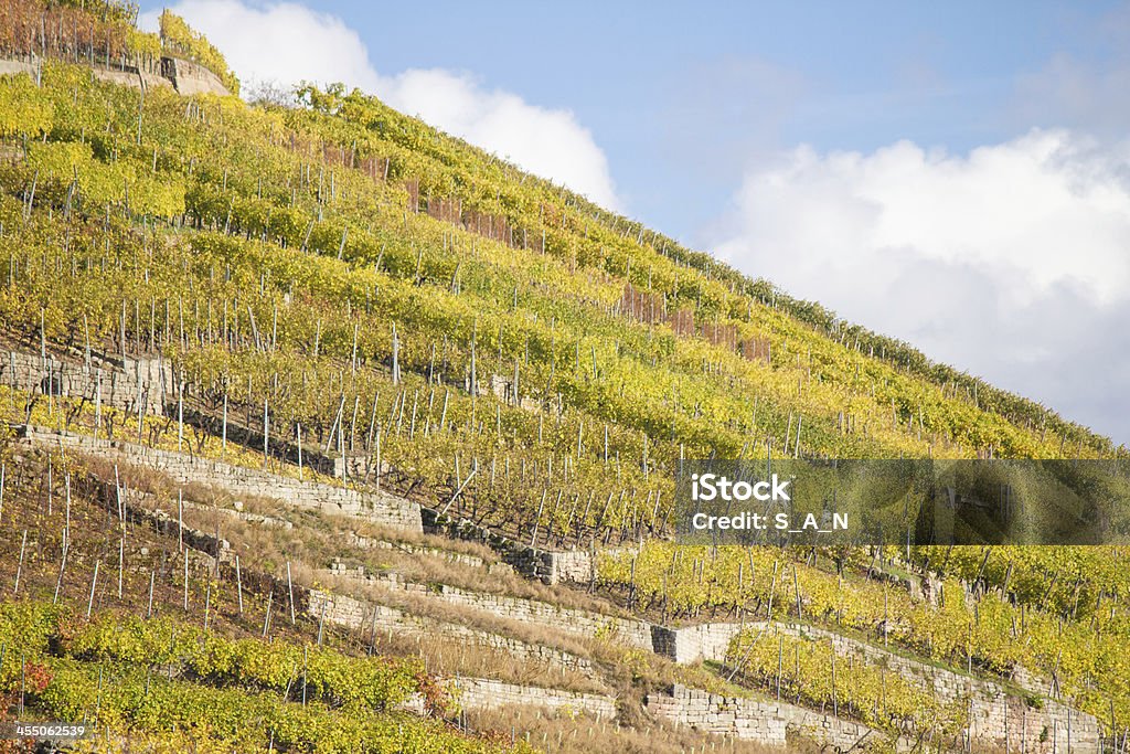 Vineyards in autumn Vineyard in autumn in Stuttgart, Germany Autumn Stock Photo