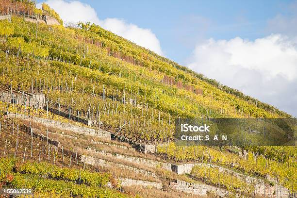 Vineyards In Autumn Stock Photo - Download Image Now - Autumn, Autumn Leaf Color, Capital Cities