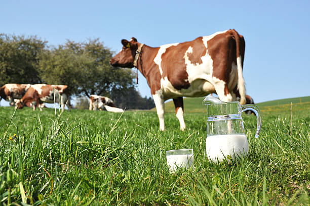 istock Jug of milk 455069949