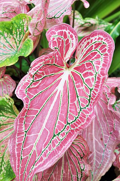 istock Caladium bicolor Vent., colorful leaves 455070087