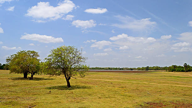 Sri Lankan landscape Wide angle view of central Sri Lankan plain, meadows and rain forest, near Anuradhapura. mihintale stock pictures, royalty-free photos & images