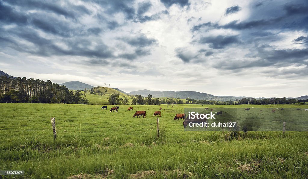 Bovino in un campo - Foto stock royalty-free di Bovino