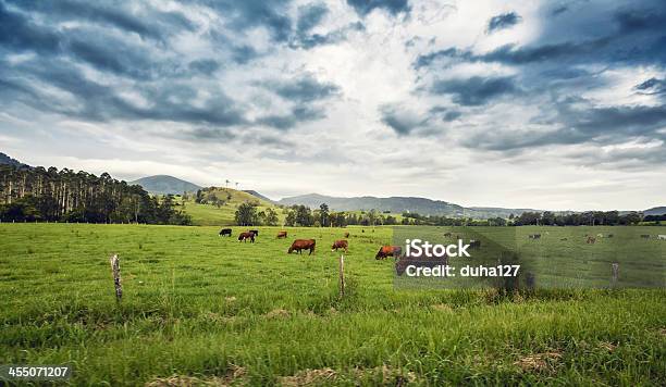 Bovino In Un Campo - Fotografie stock e altre immagini di Bovino - Bovino, Australia, Pascolo