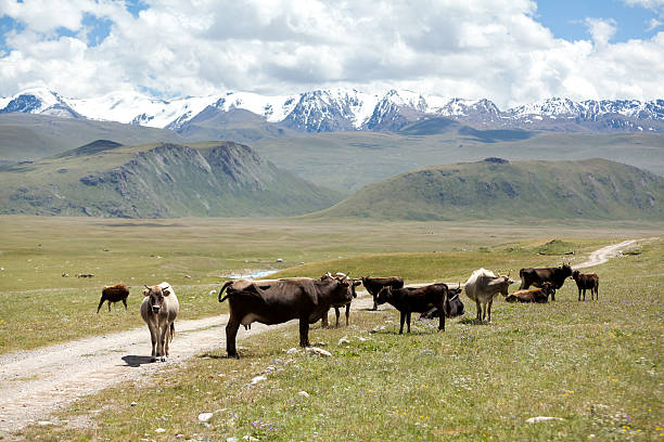 istock Group of cows pasturing at the road, Kirgizia 455071271