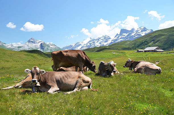 istock Cows in an Alpine meadow. Melchsee-Frutt, Switzerland 455071439