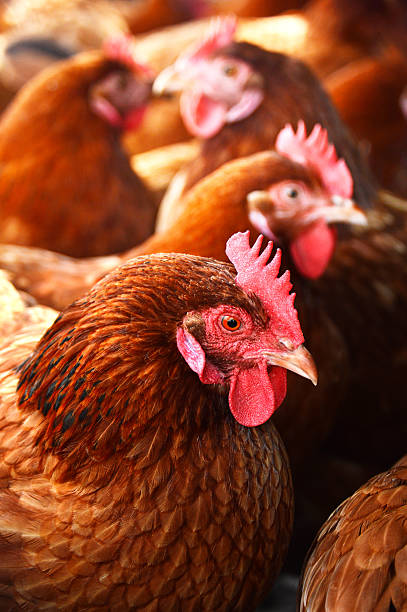 istock Chickens on traditional free range poultry farm 455074713