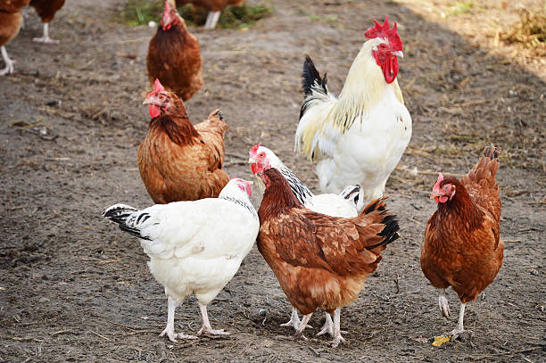 istock Chickens on traditional free range poultry farm 455075243