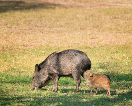 A Collared Peccary with a nursing piglet, they both seem to feed with their eyes closed but I really can't blame the piglet.