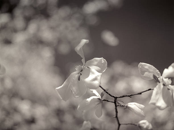 flor de magnolia. - magnolia flower sepia toned flower head fotografías e imágenes de stock