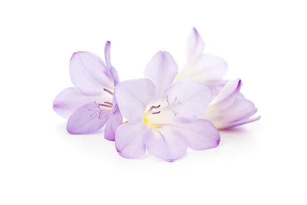 Freesia flowers isolated stock photo