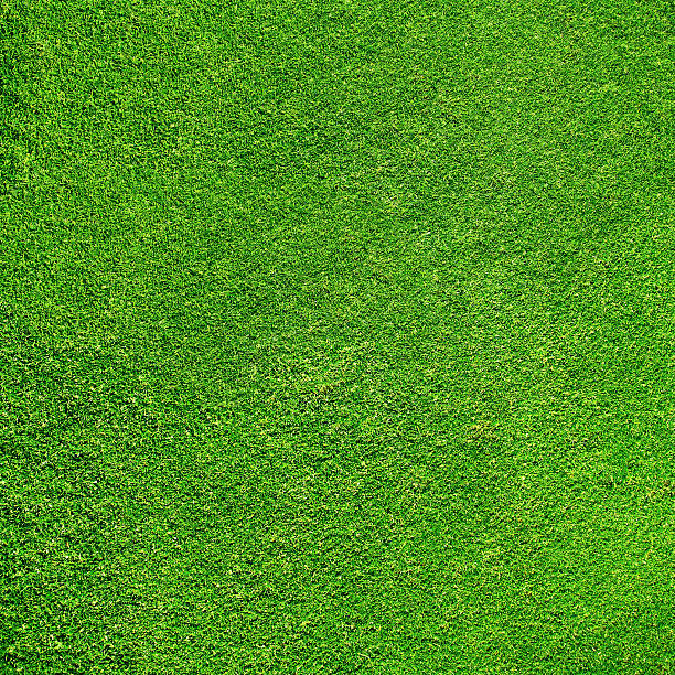istock Just real grass, perfectly cut and manicured 455102963