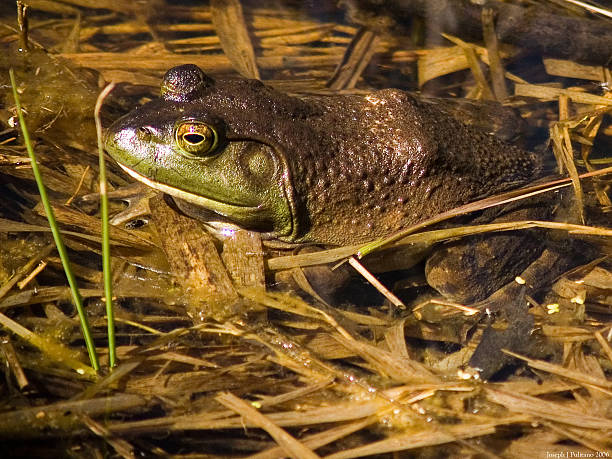 Frog stock photo