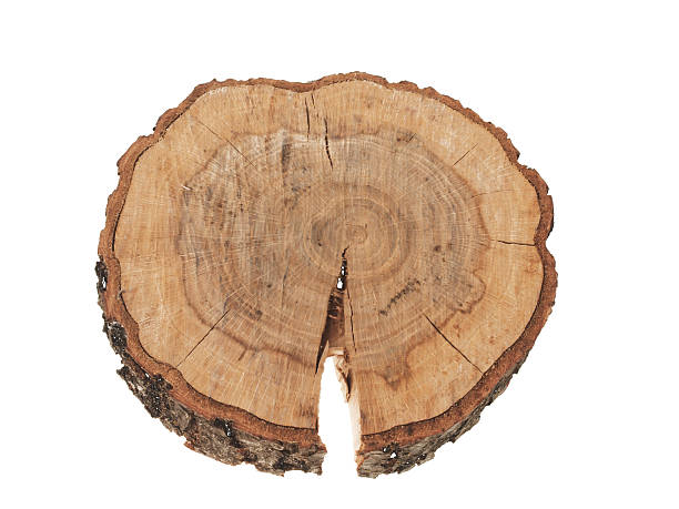 istock Cross section of tree trunk showing growth rings isolated 455112637