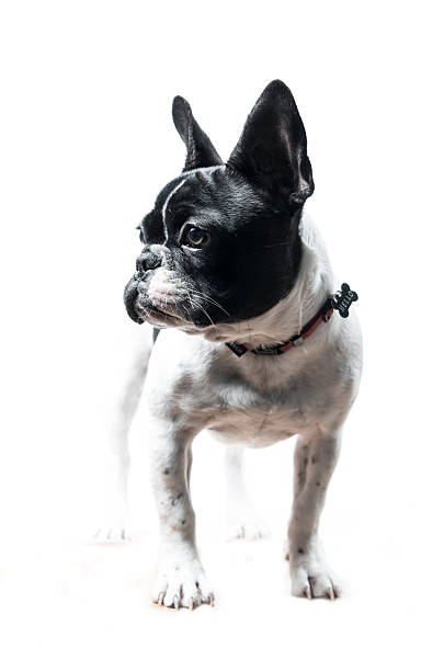 Front view of French Bulldog stock photo