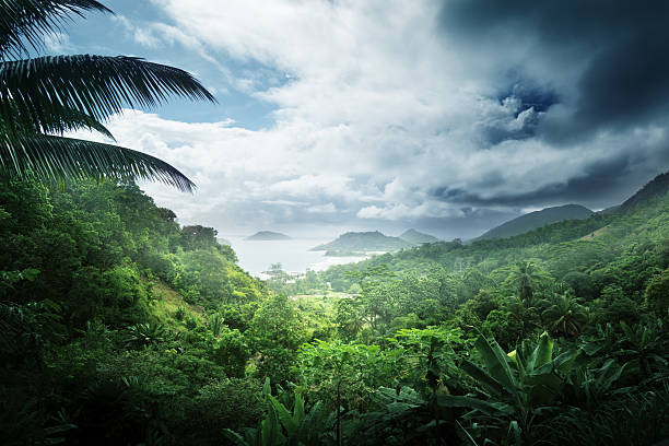 istock jungle of seychelles island 455113281