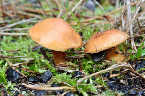 Mushroom suillus bovinus growing in the forest