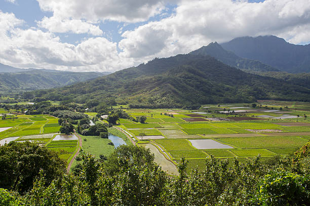 istock Hanalei Lookout, Kauai, Hawaii 455132177