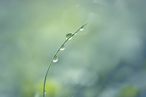 droplet água na folha lanceolada de relva - leaf defocused dew focus on foreground - fotografias e filmes do acervo