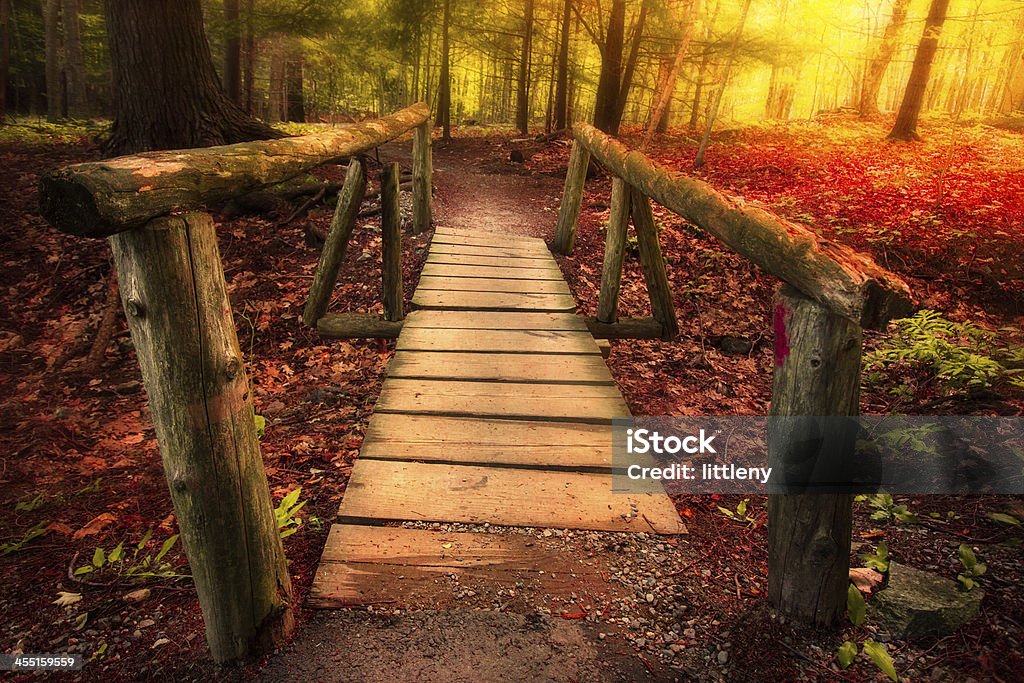 Footbridge Footbridge through autumn forest with magical golden light Adventure Stock Photo