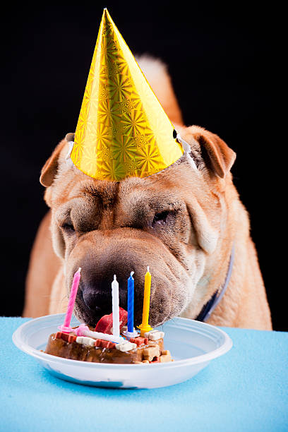 istock sharpei dog celebrating birthday 455164633