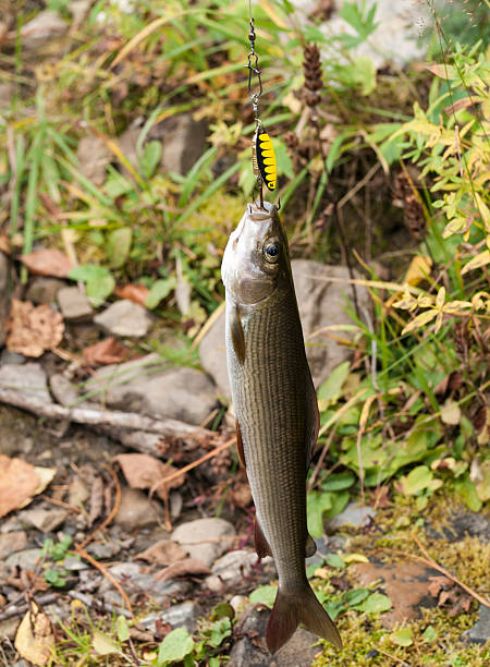 Thymallus grayling - Thymallus thymallus caught with bait tilzit stock pictures, royalty-free photos & images