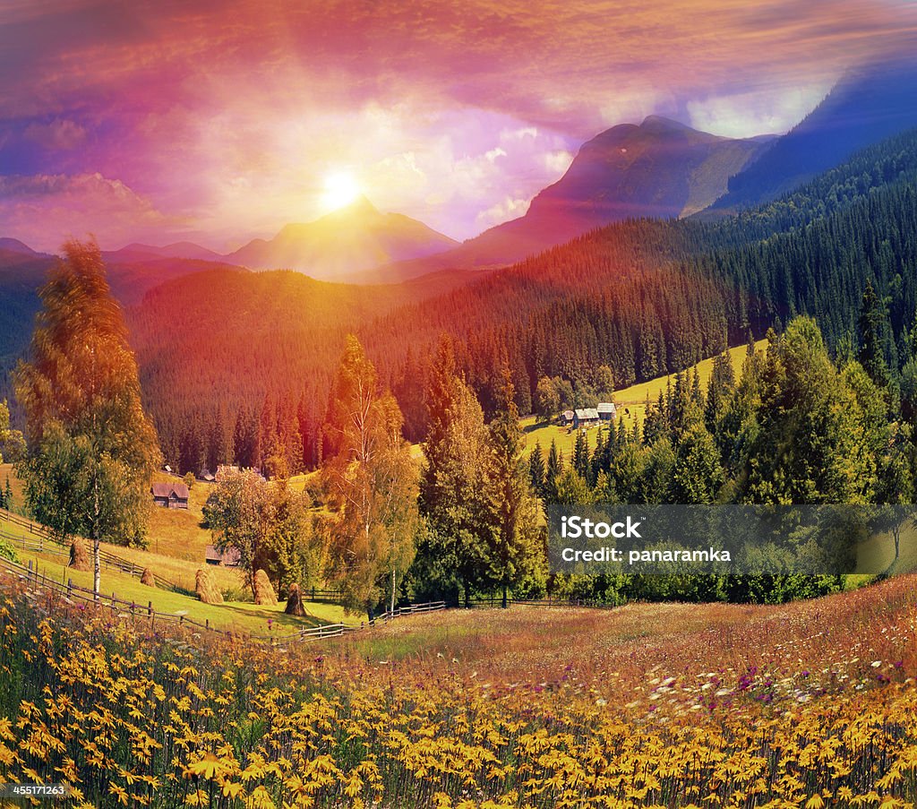 Carpathian Summer Carpathian Summer is the warmest and beautiful time of year, the abundance of flowers, clear lakes, lush alpine meadows of grass, fresh air attract people from cities Arnica, or Baranez (Latin Ãrnica) - genus of perennial herbs of the family Asteraceae or Compositae (Asteraceae). Alpine - Utah Stock Photo