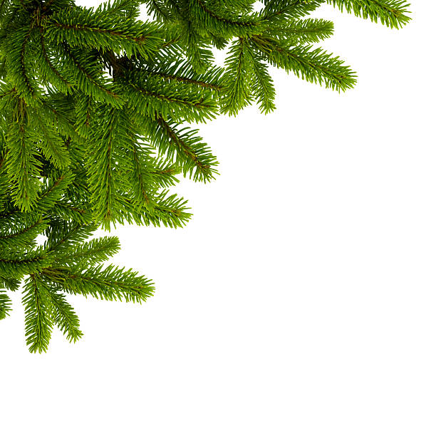 Spruce branch stock photo