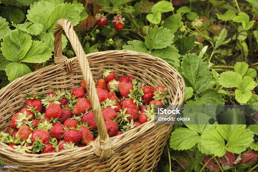 Strawberries in a basket Strawberries in a basket in the garden outdoors Agriculture Stock Photo