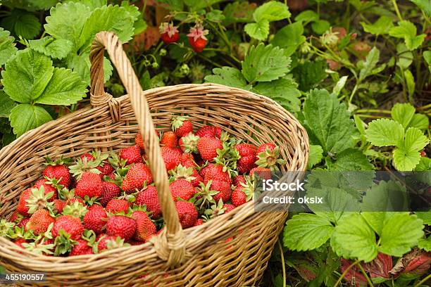 Strawberries In A Basket Stock Photo - Download Image Now - Agriculture, Basket, Dessert - Sweet Food