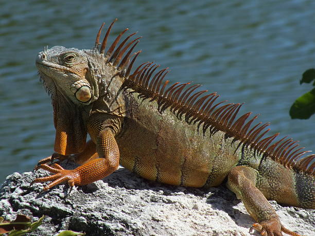 istock Adult Iguana one 455196285