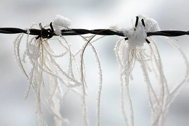 ice-crystals on animal hair in a barbed wire fence