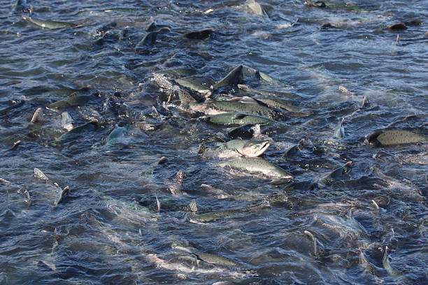 istock Salmon swimming upstream 455222795